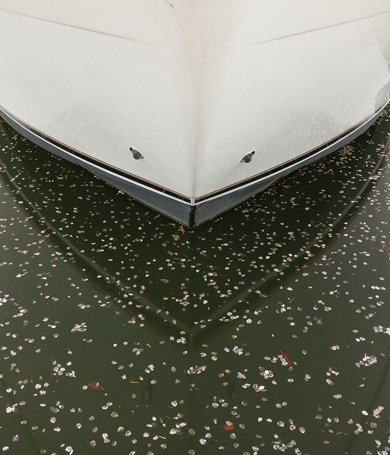 Semi-abstract Photo of Cherry Blossom Petals Floating in Front of Baot Bow